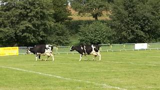 Le lotobouse de Semousies  quand jouer avec les bouses de vache peut rapporter gros [upl. by Torbart]