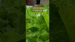 How to Grow Lettuce in a Cup [upl. by Koziel]