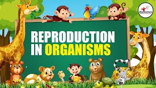 Reproduction in Organisms I Lecture 8 l Biology l NEET [upl. by Ramsa]