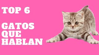 Top 6 Gatos Hablando  Gatos Graciosos Hablando como personas 2018 [upl. by Price409]