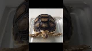 African Sulcata Tortoise Hatchling [upl. by Anayik]