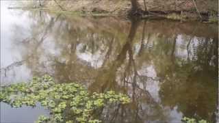 Bluegill love grass shrimp [upl. by Demp468]