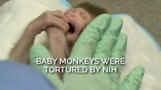 Baby Monkeys Were Tortured by NIH [upl. by Ymor]