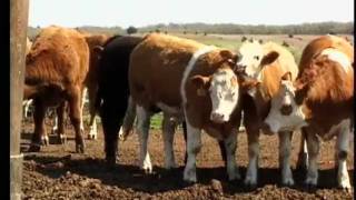 Cattle Safety Basics [upl. by Lemraj927]