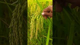 syngenta s4001 paddy  shorts [upl. by Caressa]