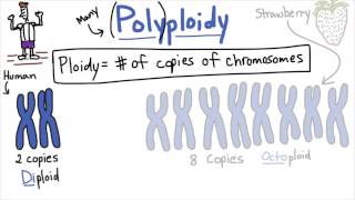 Polyploidy  Tales from the Genome [upl. by Eidnim]