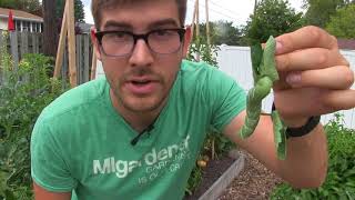 3 Tips to Controlling amp Preventing Tomato Hornworm Organically [upl. by Eivla]