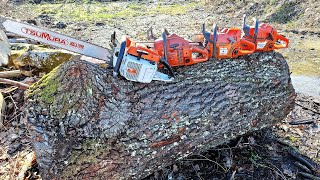 Friday action with Stihl 075 Husqvarna 281xp 371xp 372 XTorq 365 XT [upl. by Pirbhai]