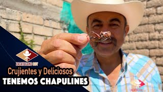 AHORA SI SE LOGRÓ Chapulines Buenos y Bien Tostados [upl. by Ennaitak]