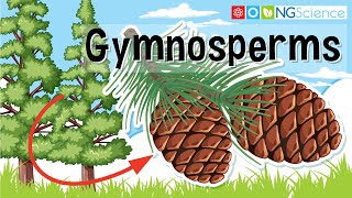 Gymnosperms [upl. by Nicola]