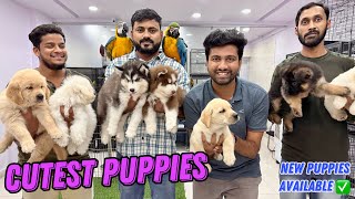 SHOW QUALITY PUPPIES SPECIAL 🐕‍🦺 BEST PRICE CHEAPEST PET SHOP  PURE BREED DOGS IN HYD [upl. by Okoy]