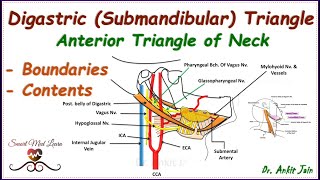 Digastric Submandibular triangle of neck Anatomy Boundaries amp contentsAnterior triangle of neck [upl. by Chabot]