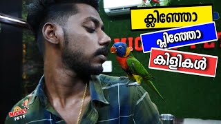 ക്ളിഞ്ഞോ പ്ലിഞ്ഞോ കിളികൾ 😍കേറി നോക്കിക്കോ  Best offers for Pets birds  bob quail  Tamed Lorikeet [upl. by Edas968]