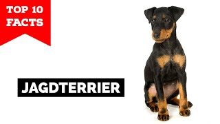 Jagdterrier  Top 10 Facts [upl. by Blayne]