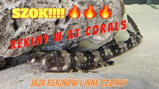 Dostawa rekinów i innych czortów w AT Corals  Oddychający rekin w jajku 🙉  Akwarystyka morska [upl. by Lienhard511]