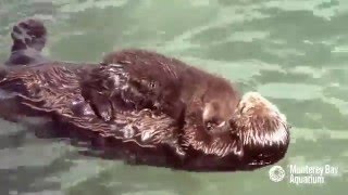 La tierna escena de una nutria y su cría [upl. by Watson]