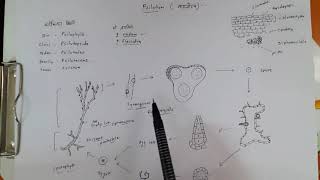 Psilotum life cycle [upl. by Carnahan]