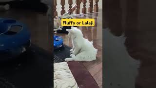 Fluffy Kitten sitting like Human Funny cat video kitten catlover cutecat pets cat [upl. by Condon]