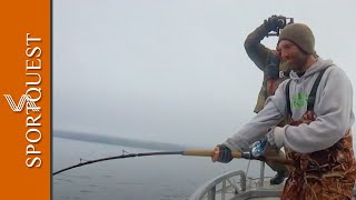 Coalfish On Poppers Skrei Cod amp Giant Halibut From The Lofoten Islands Norway 🇳🇴 [upl. by Harbard248]