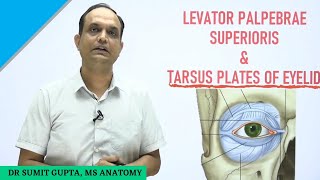 LEVATOR PALPEBRAE SUPERIORIS  TARSUS  Superior Tarsal Muscle  Ptosis [upl. by Memberg]