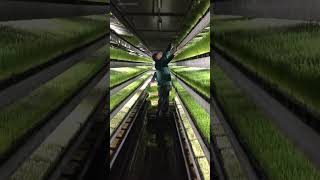 Hydroponic farming of grass shorts trendingshorts [upl. by Sillyhp]