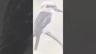 Terrifying Bird Calls That Will Give You CHILLS PART1 shorts [upl. by Shay]