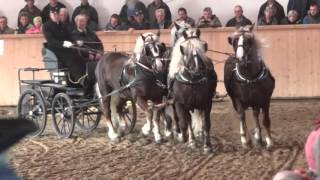 4 Spänner  Hengstvorstellung Schwarzwälder Kaltblut 2016 Sankt Märgen  19032016 [upl. by Dareen]