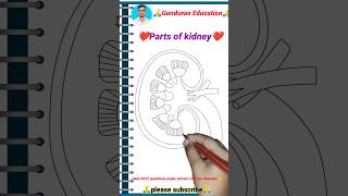 ☞ parts of kidney diagram draw and label the parts of kidney anatomy structure and parts kidney [upl. by Sarajane]