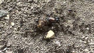 Ants War 3 4K Movie [upl. by Alben]