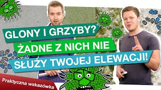 Glony i grzyby żegnaj zielona elewacjo [upl. by Reitrac]