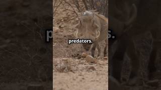 The warthog V16 VS the Cheetah runner  Watch and sub🔔 for more …Ai wildlife facts animals [upl. by Herrah898]