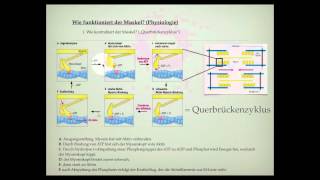 Wie ist der Muskel aufgebaut [upl. by Adiol]