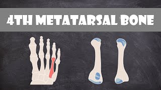 4th Metatarsal Bone  Anatomy [upl. by Etterb]