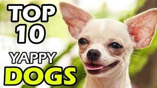 TOP 10 YAPPY DOG BREEDS [upl. by Einamrej]