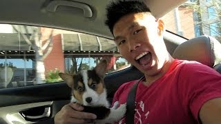 BRINGING HOME A CORGI PUPPY  Life After College Ep 321 [upl. by Mcnally]