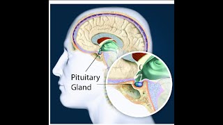 Pituitary gland  Function Location [upl. by Rahmann]