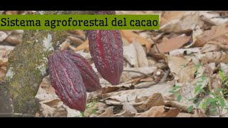 Sistema agroforestal y clones de cacao [upl. by Aihc]