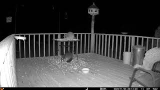 Two chunky monkey raccoons enjoying the night together trail cam 20241105 [upl. by Marler945]