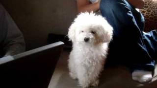 Maltese Poodle saying quoti love youquot [upl. by Martelli271]