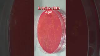 Escherichia coli growth on CLED agar [upl. by Atiuqrahc]