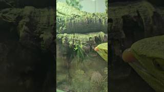 My bearded dragon eating a bush cricket🫣🦎🦗animal insects lizard beardeddragon [upl. by Mehcanem798]