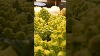 Natural math challenge do you know the secret of romanesco broccoli [upl. by Eerehs436]