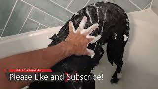 Dog Shampoo Review [upl. by Arde285]