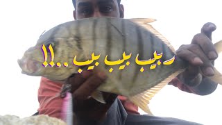 ربيب بيب بيب   golden trevally RABIB  المنتب [upl. by Ochs]