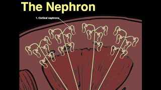 The Nephron [upl. by Zeph]