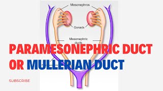 Paramesonephric Duct Or Mullerian Duct Simplified  Embryology [upl. by Rehc]