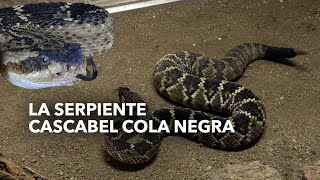 Cascabel de cola negra habita en Centro Ecológico [upl. by Edualc]