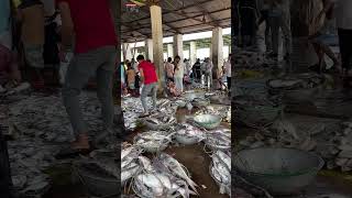 Coxs Bazars Fishery Ghat is flooded with marine Guija fish coxsbazarlife fish shorts [upl. by Babbie973]