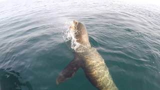 Sea lion vs Octopus [upl. by Mccollum731]