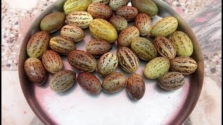 कचरी की सब्जी कैसे बनाते है how to make kachri or sane or Cucumis pubescens recipe in hindi [upl. by Ezarras]